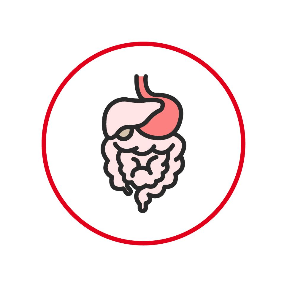 Illustration of intestines