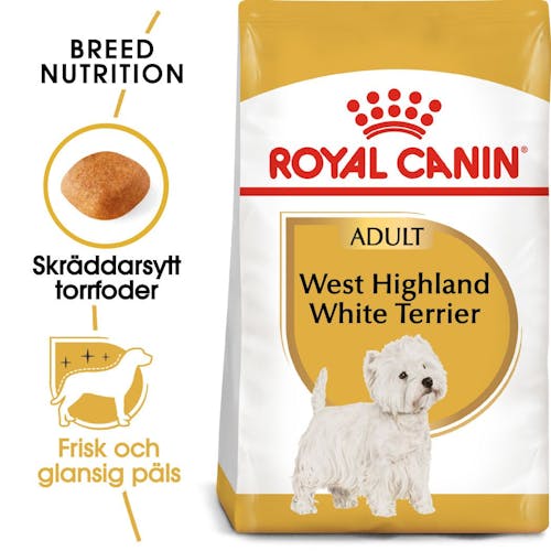 West Highland White Terrier Adult