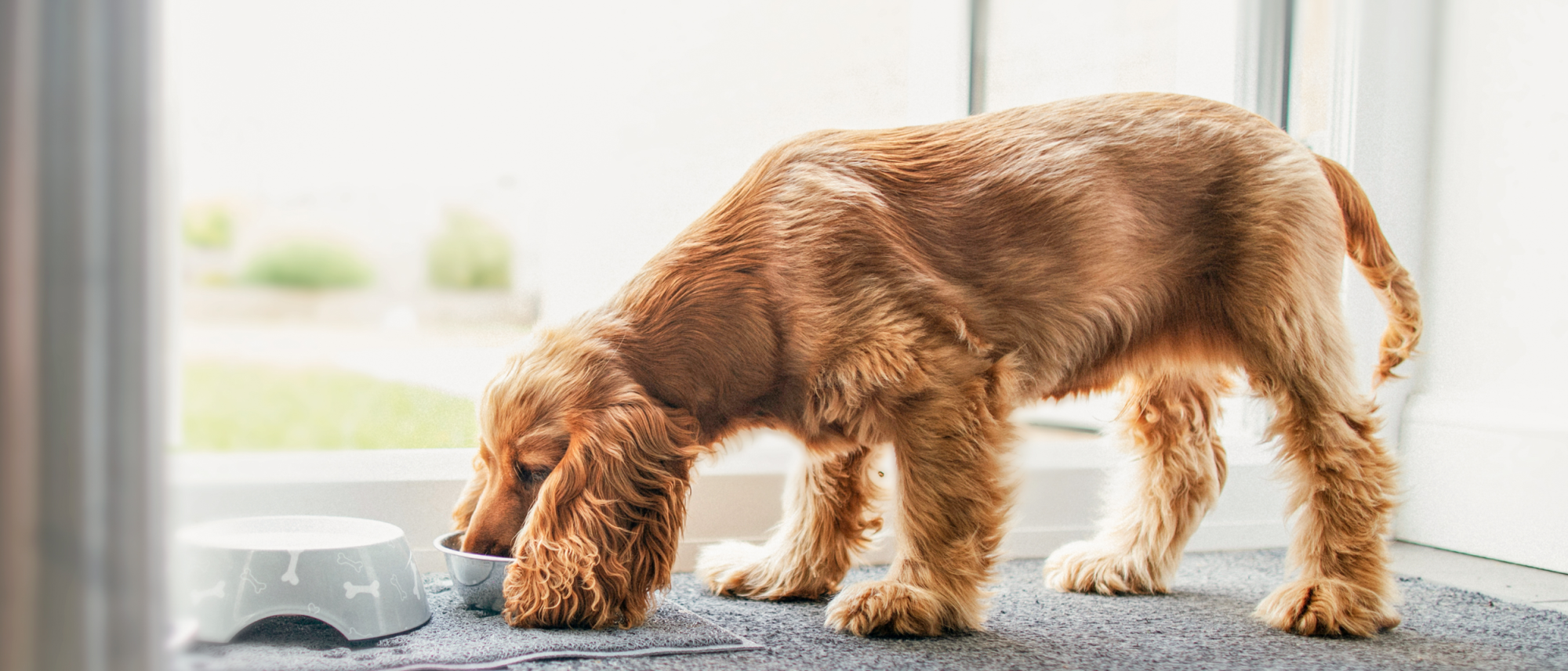 Engelse cocker spaniel staat binnen te eten uit een voerbak