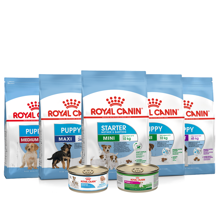 Gama cachorros Colombia