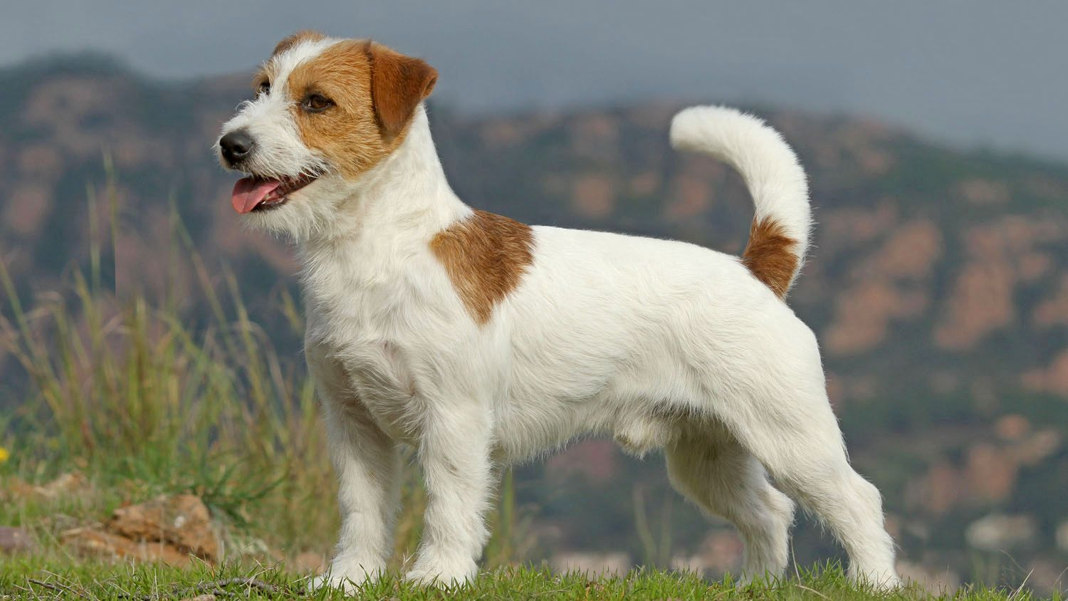 Svart-hvitt-portrett av en sittende jack russell