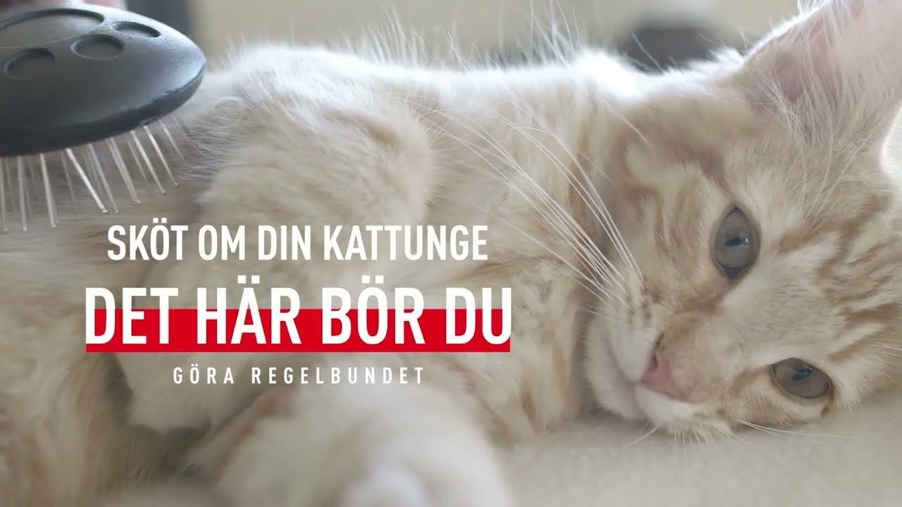 Kitten is getting groomed