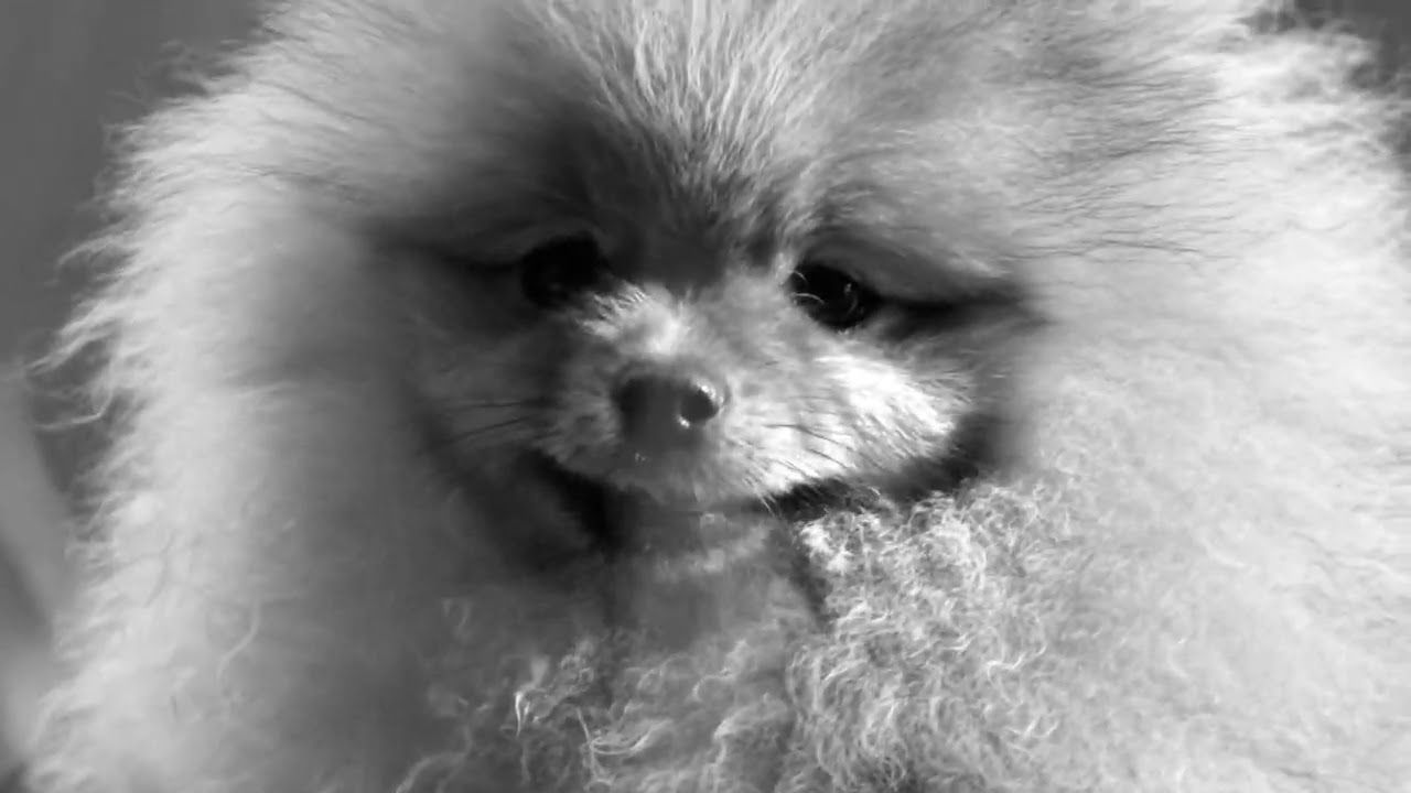 Pomeranian