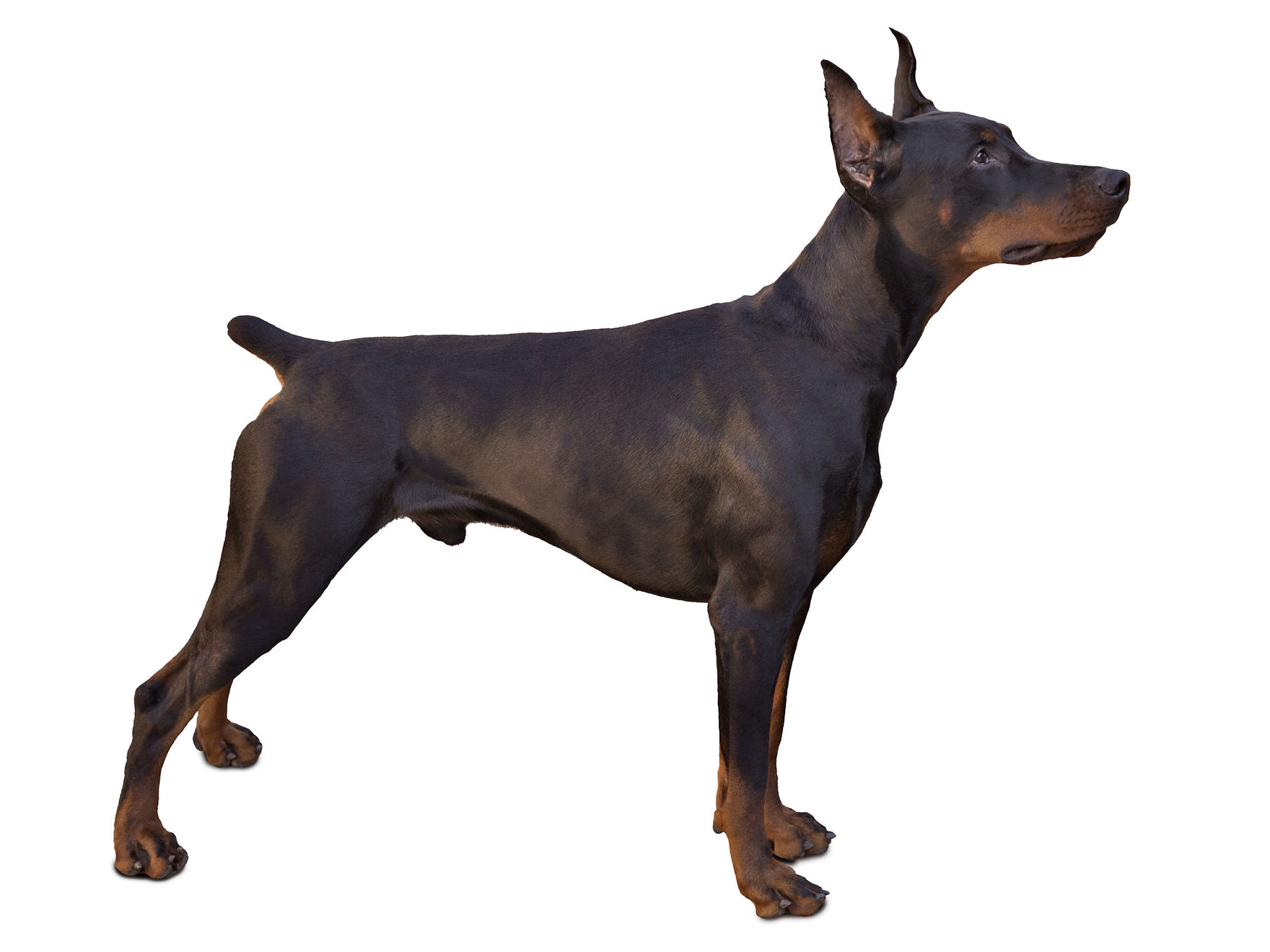 Royal sales canin doberman