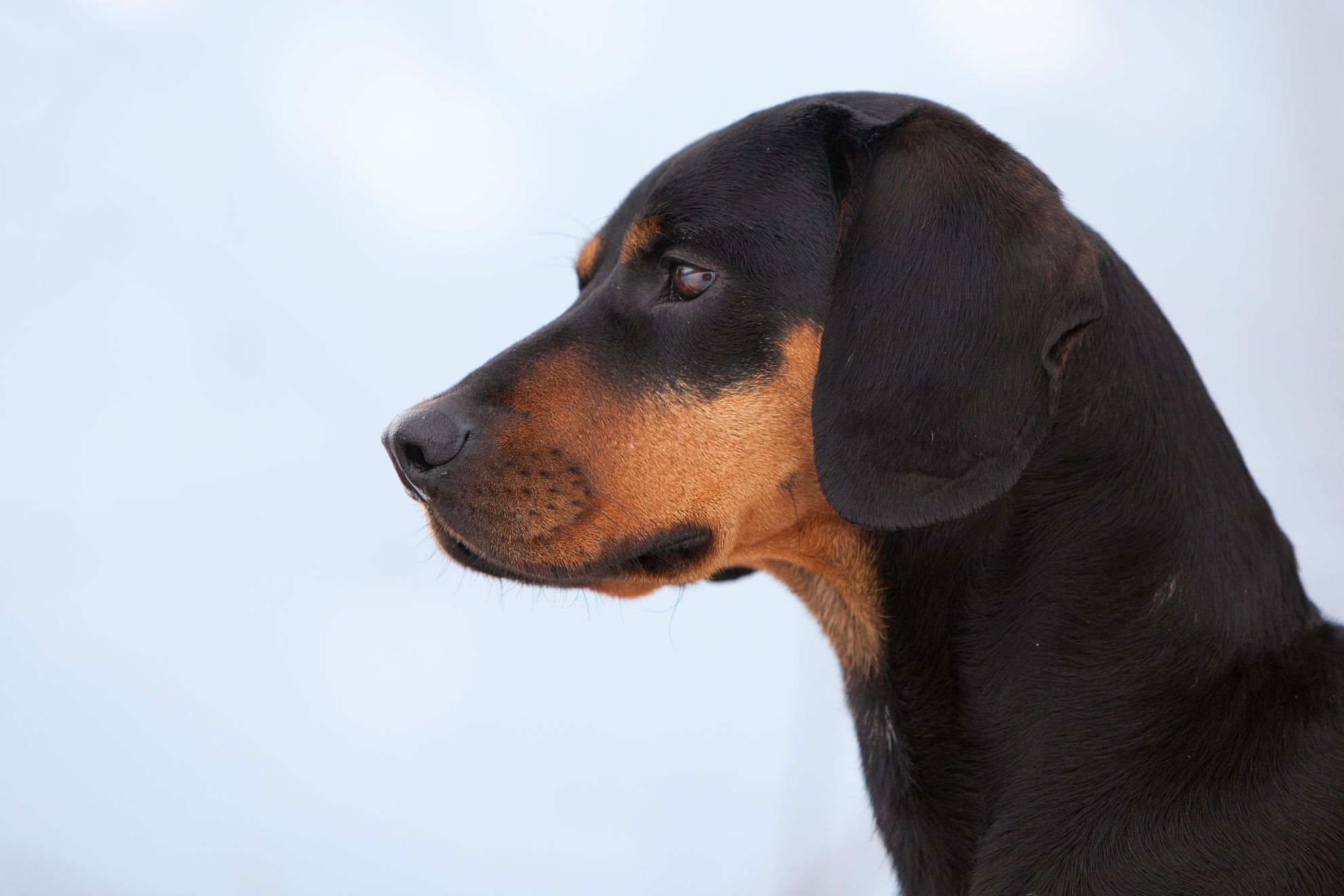 Puppy die in lang gras zit en op een stok kauwt.