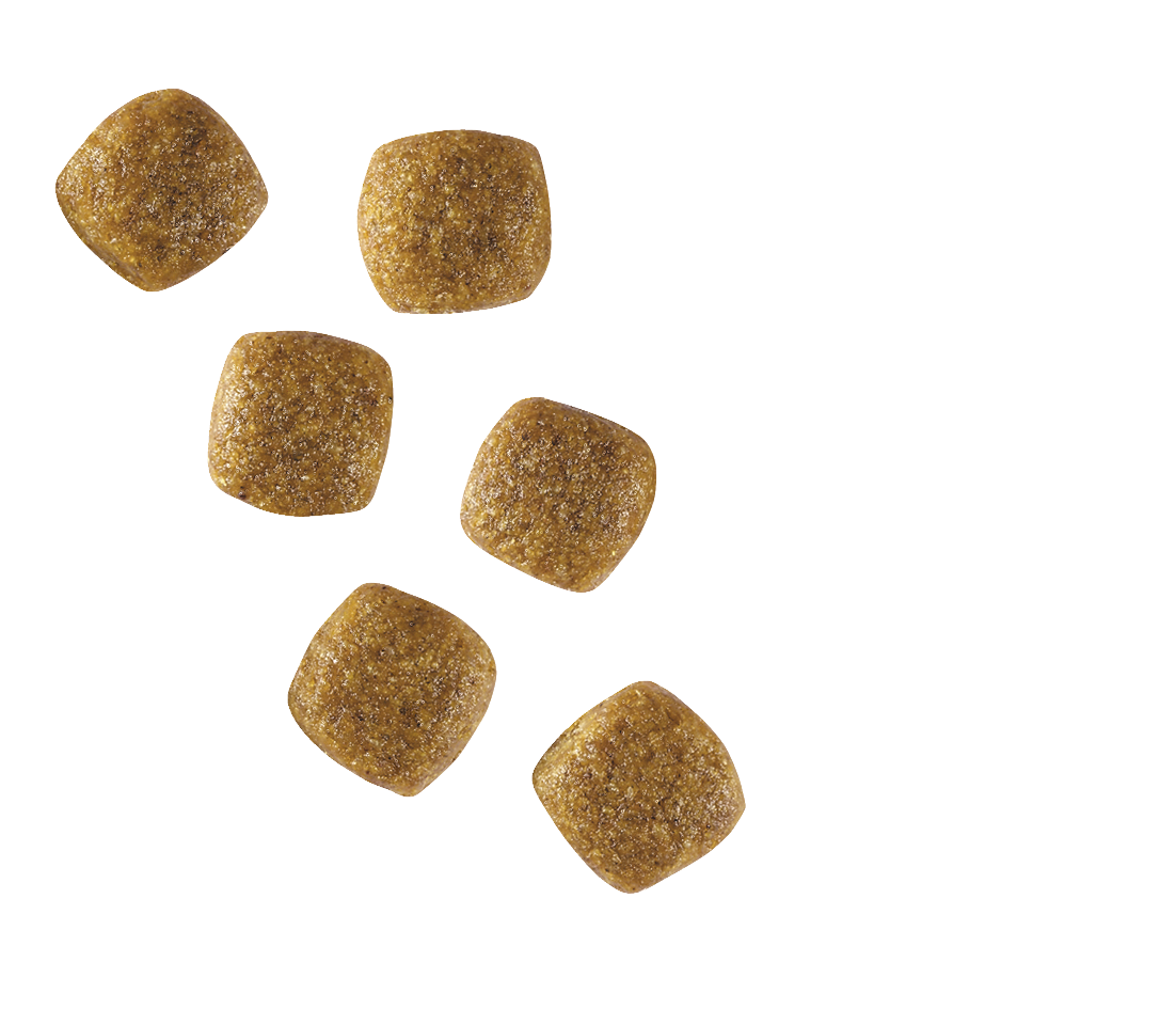 royal canin small dog under 10kg