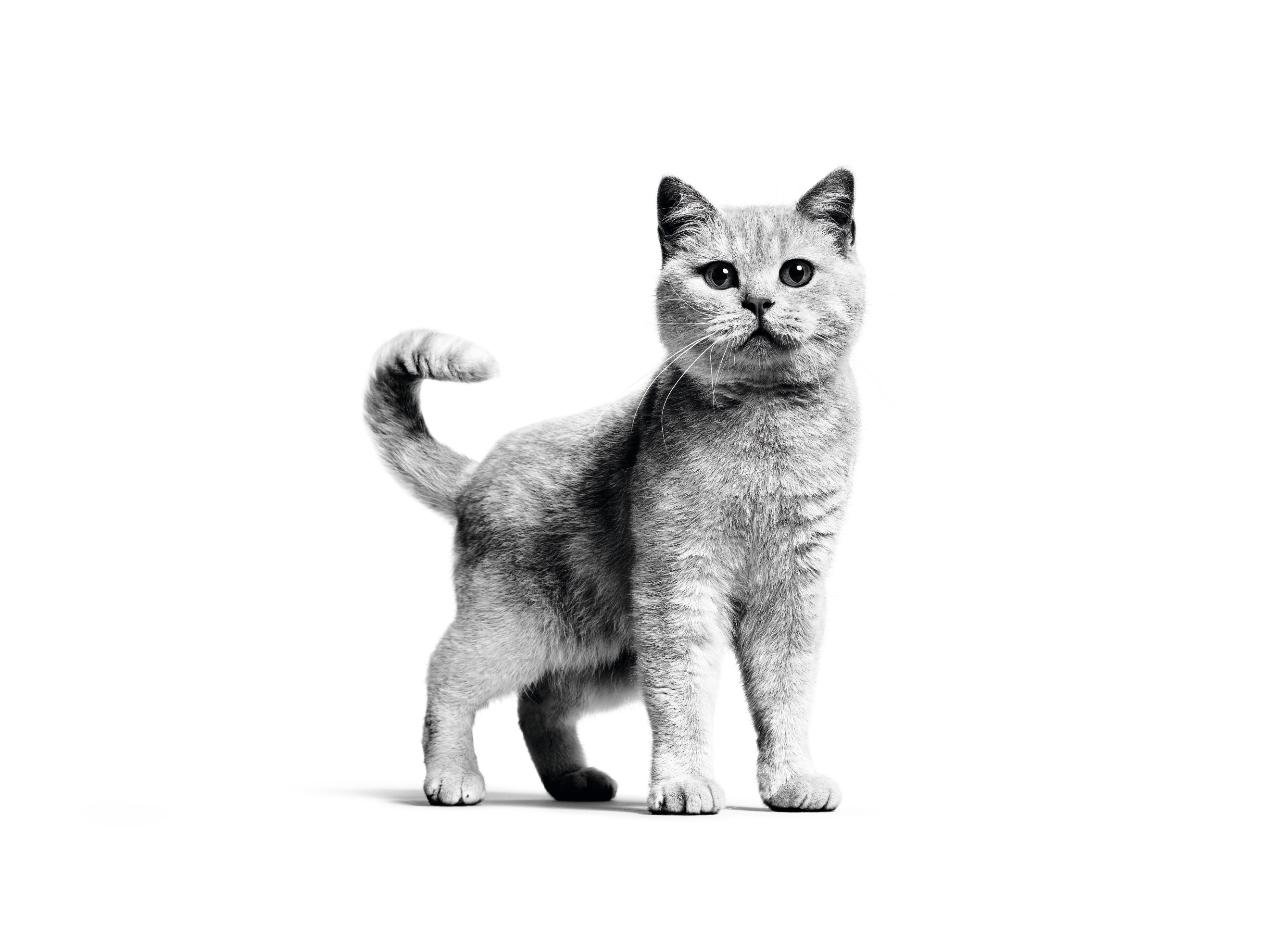 Kucing ras British Shorthair dewasa berdiri dalam warna hitam putih