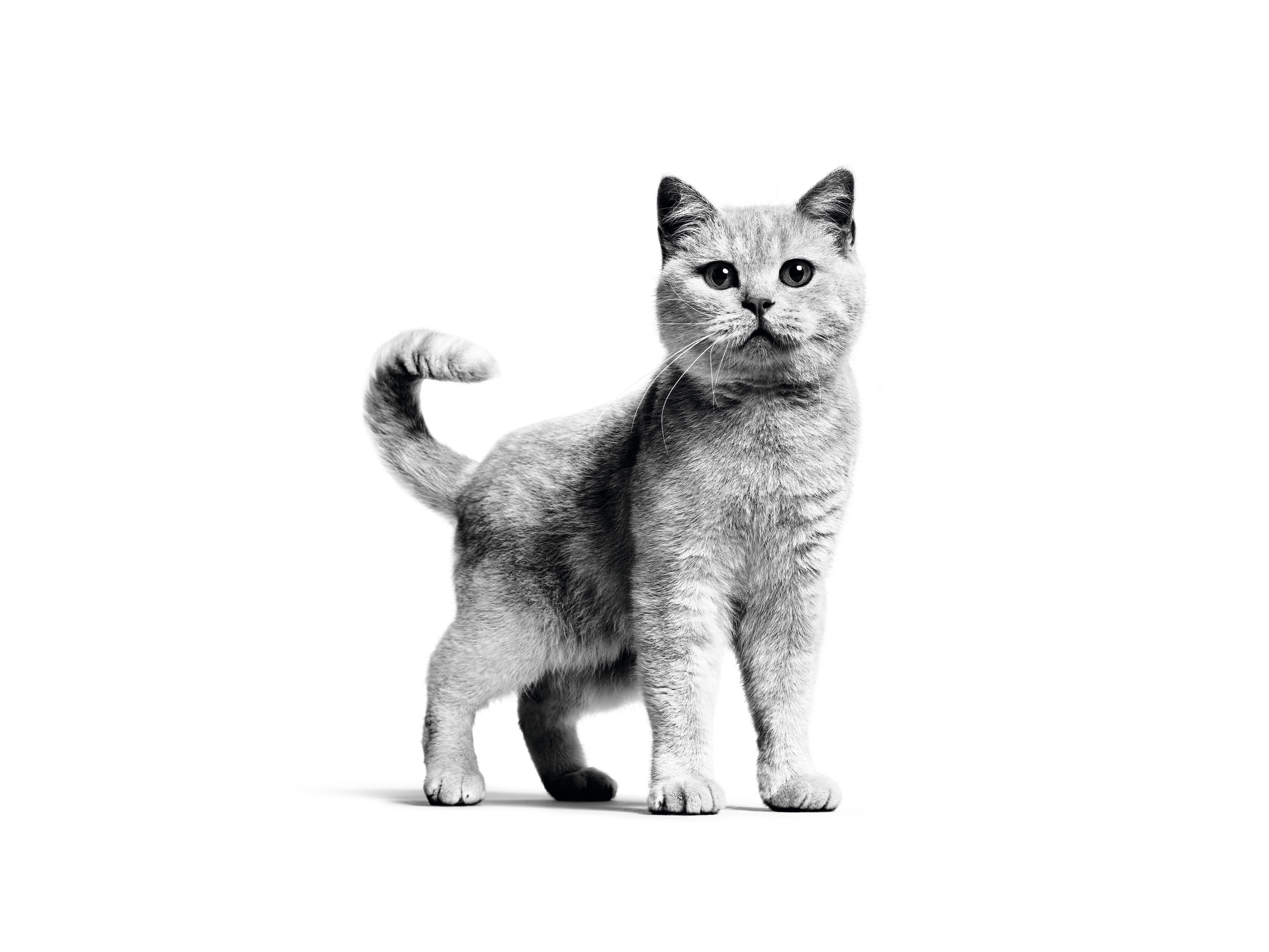 Ayakta duran yetişkin British Shorthair, siyah beyaz