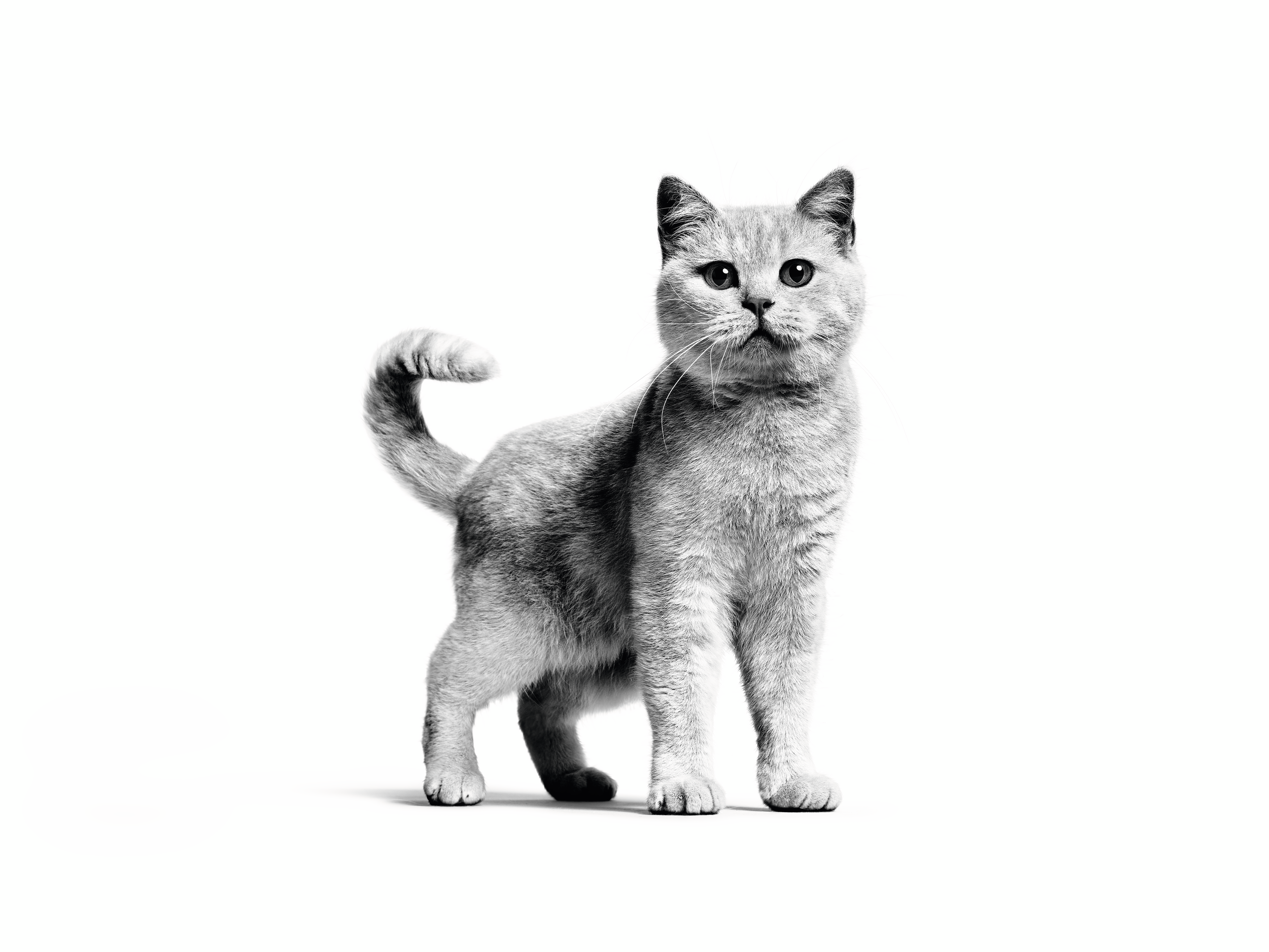 Maine Coon adult sitting in black and white on a white background