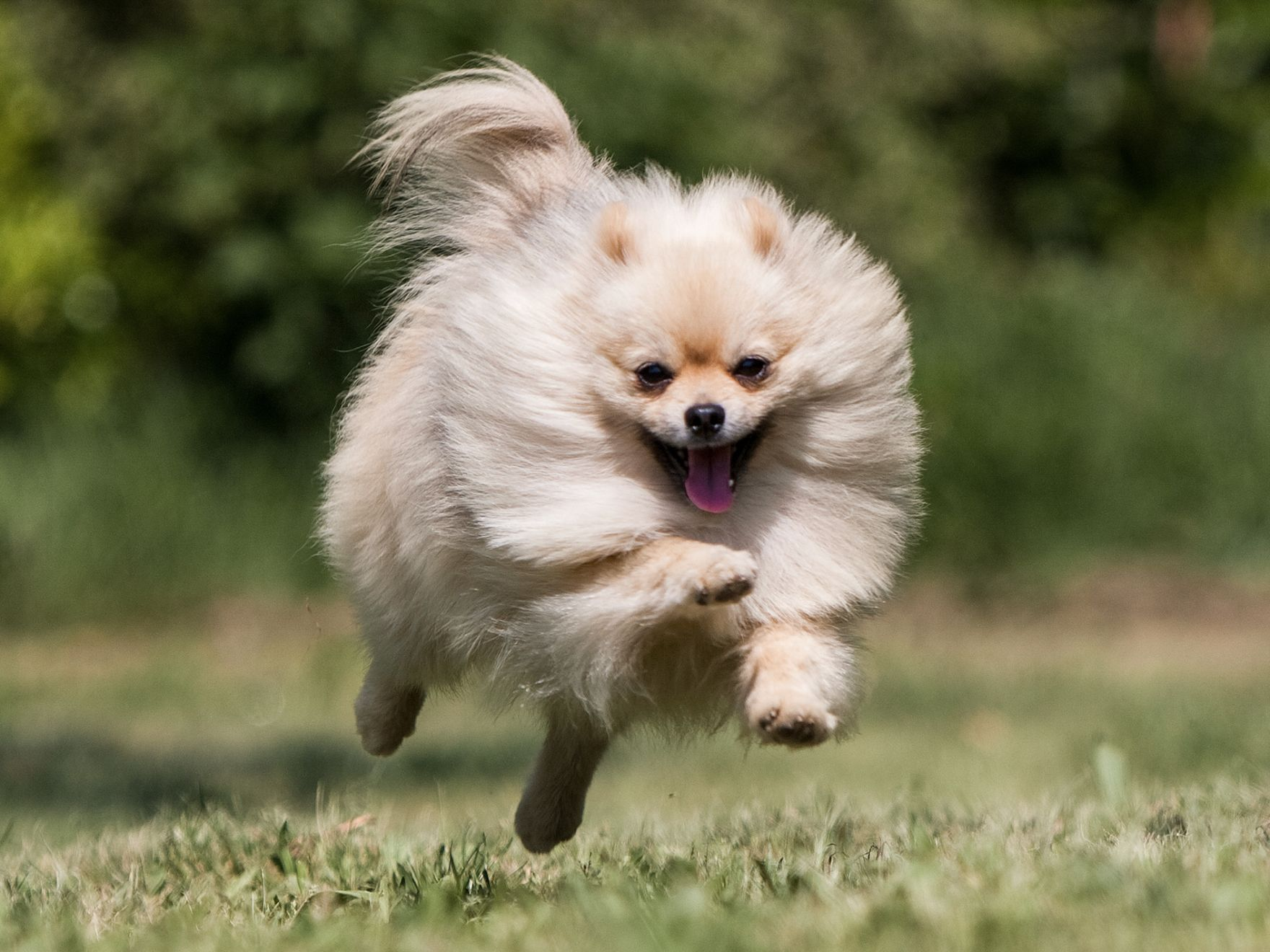 Pomeranian dog running through a field