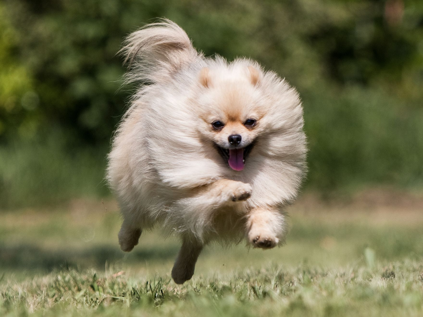 Pomeranian dog running through a field"