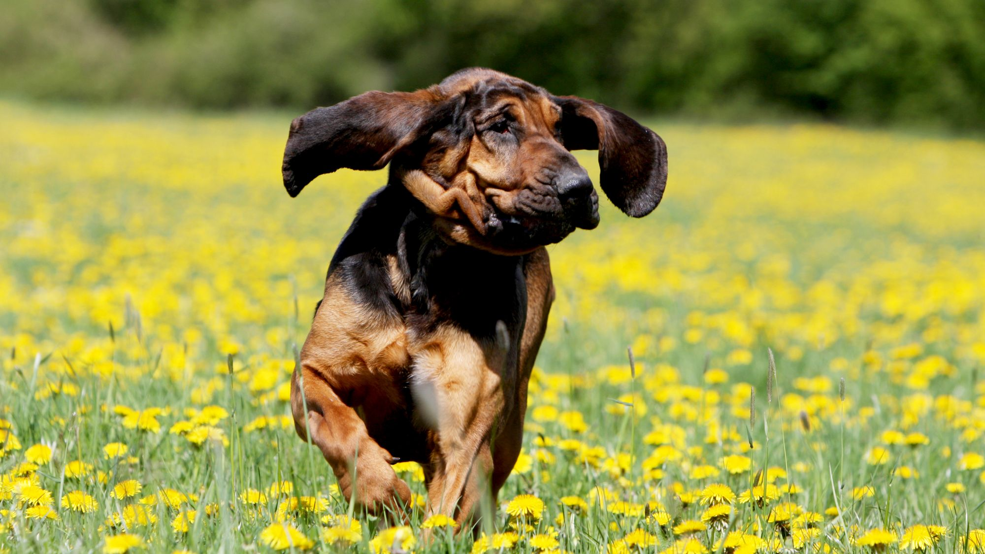 Bloodhound bounding through a field of yellow flowers