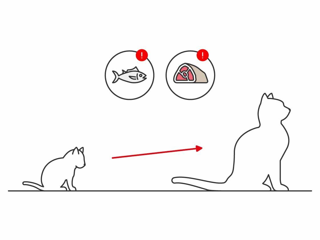 Illustration of two cats sitting down