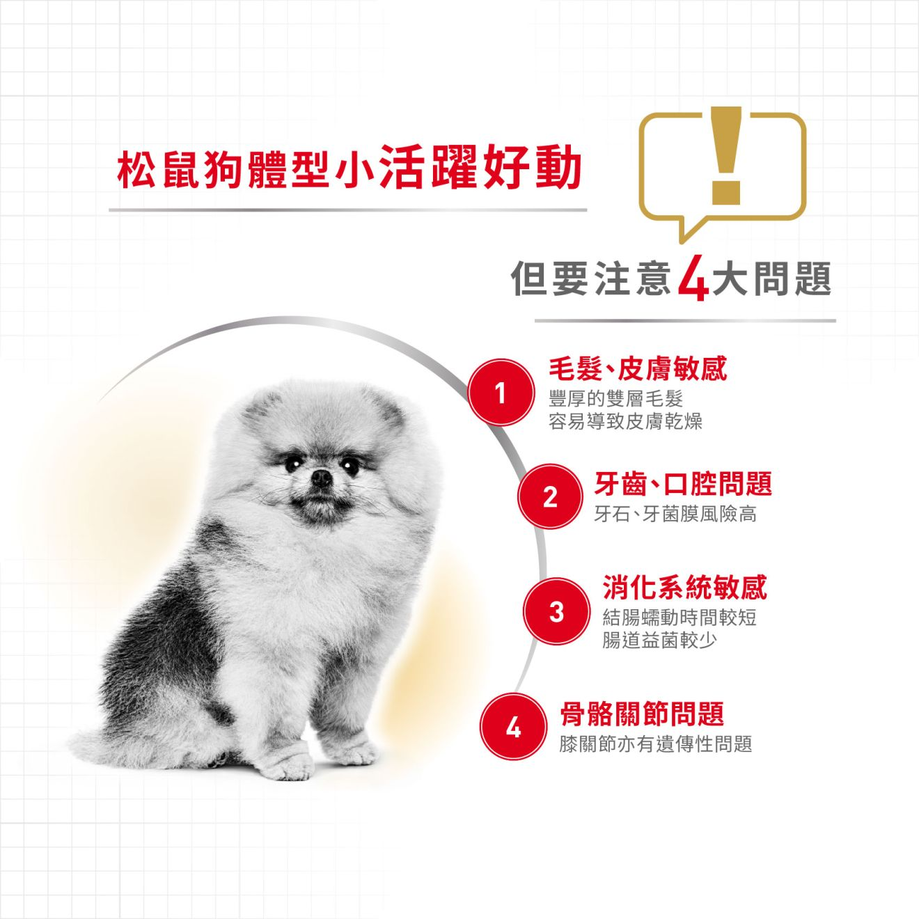 BHN 松鼠狗成犬專屬配方