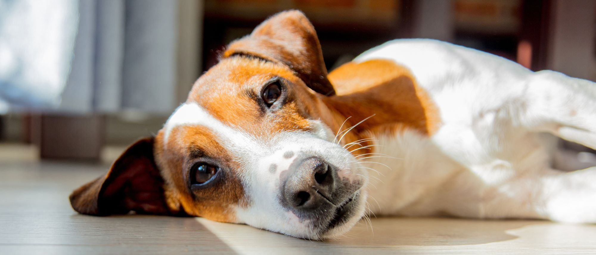 Ausgewachsener Jack Russell Terrier, der drinnen auf Holzboden liegt