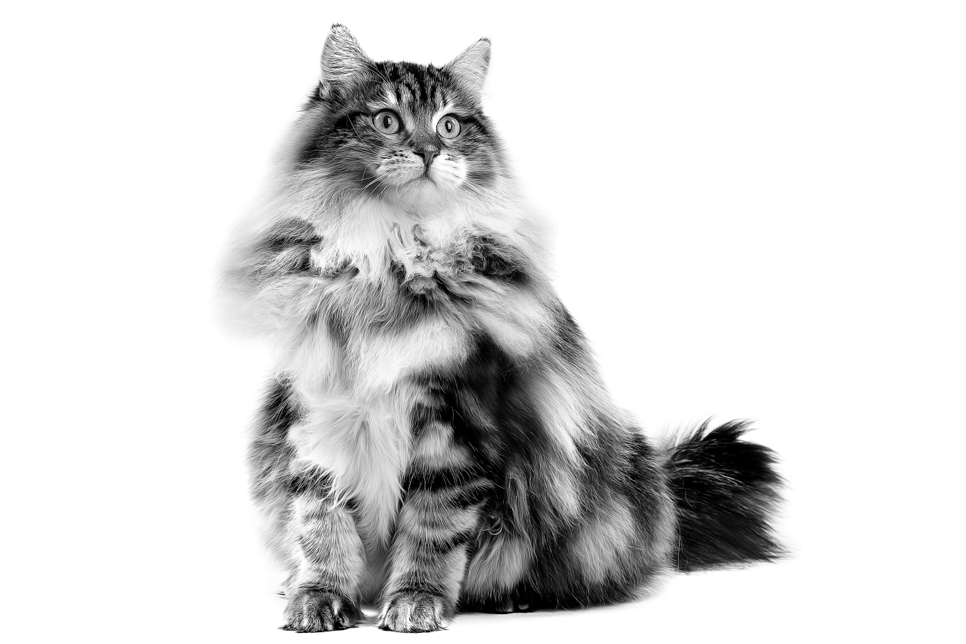 Norwegian Forest cat