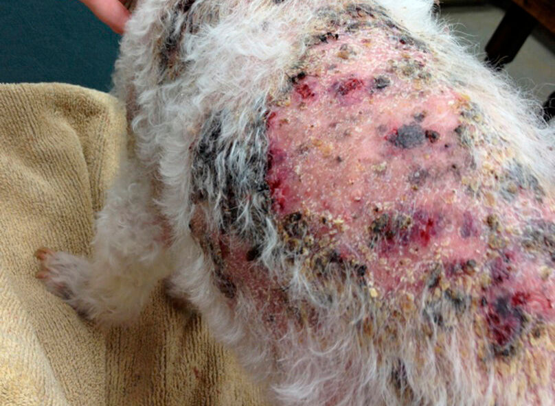 Démodécie et folliculite bactérienne secondaire chez un chien adulte