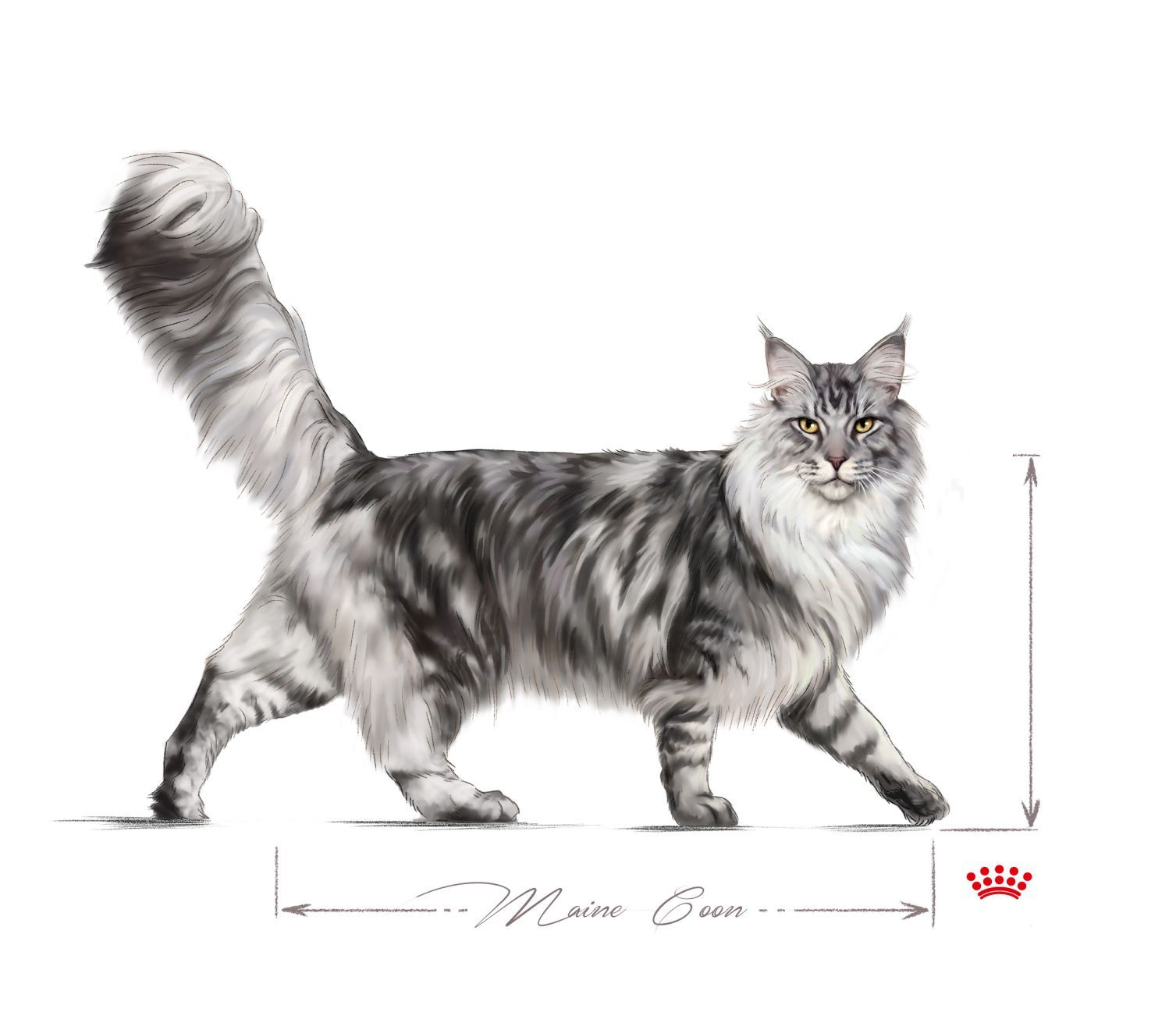 Maine Coon volwassen zwart-wit