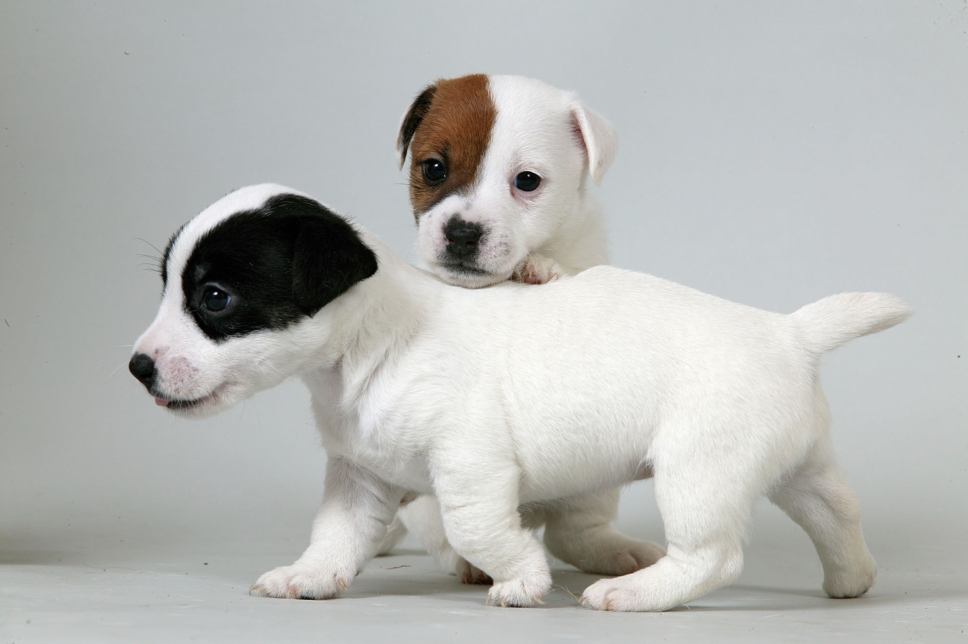 Джек рассел терьер: как ухаживать за щенком | Royal Canin