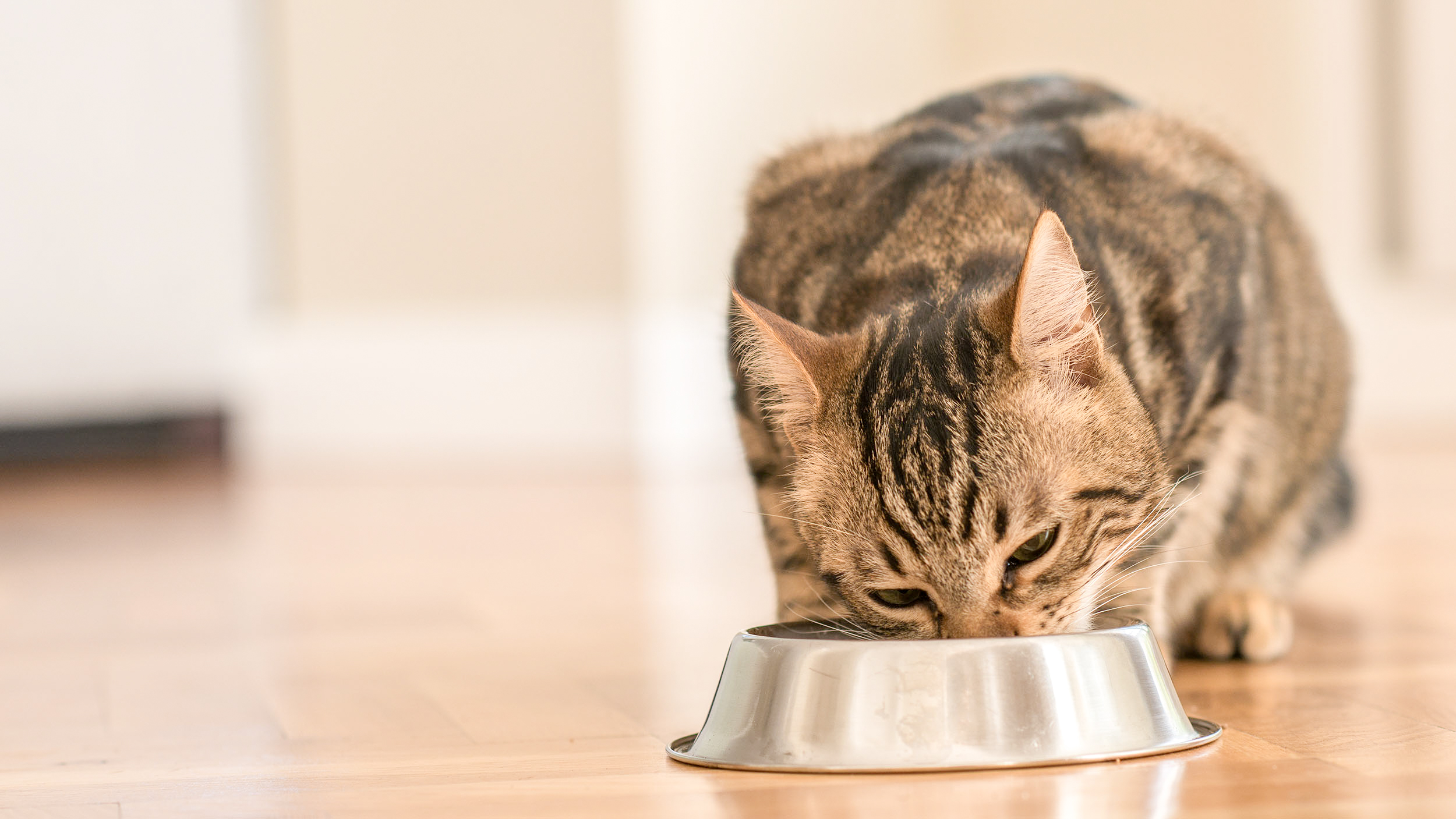 Adult cat sitting down indoors eating from a white bowl.