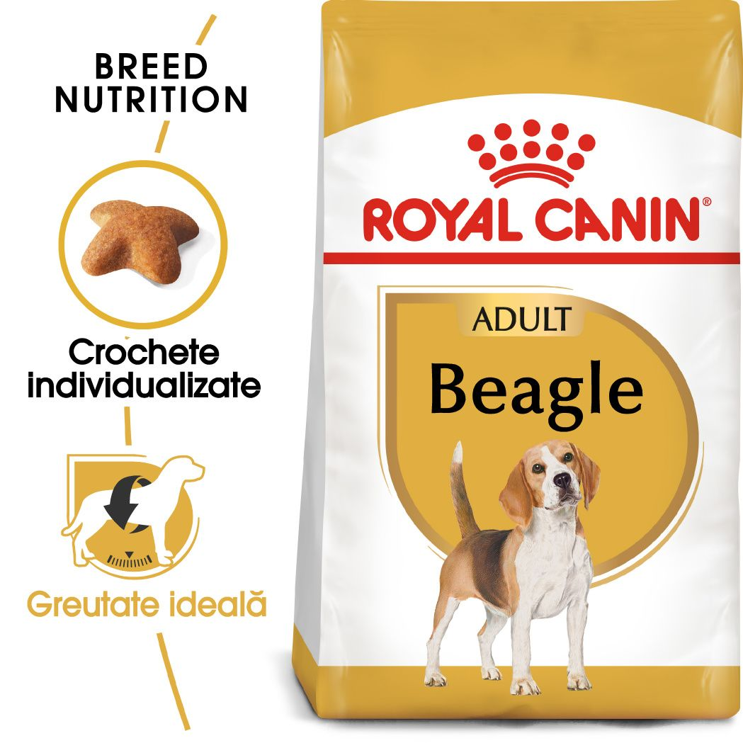 Beagle Adult