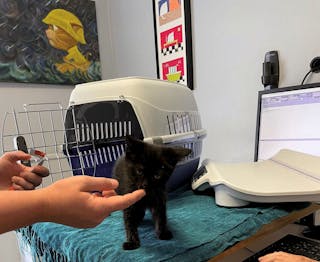 A well-designed cat examination room, with a blanket sprayed with pheromone and treats 