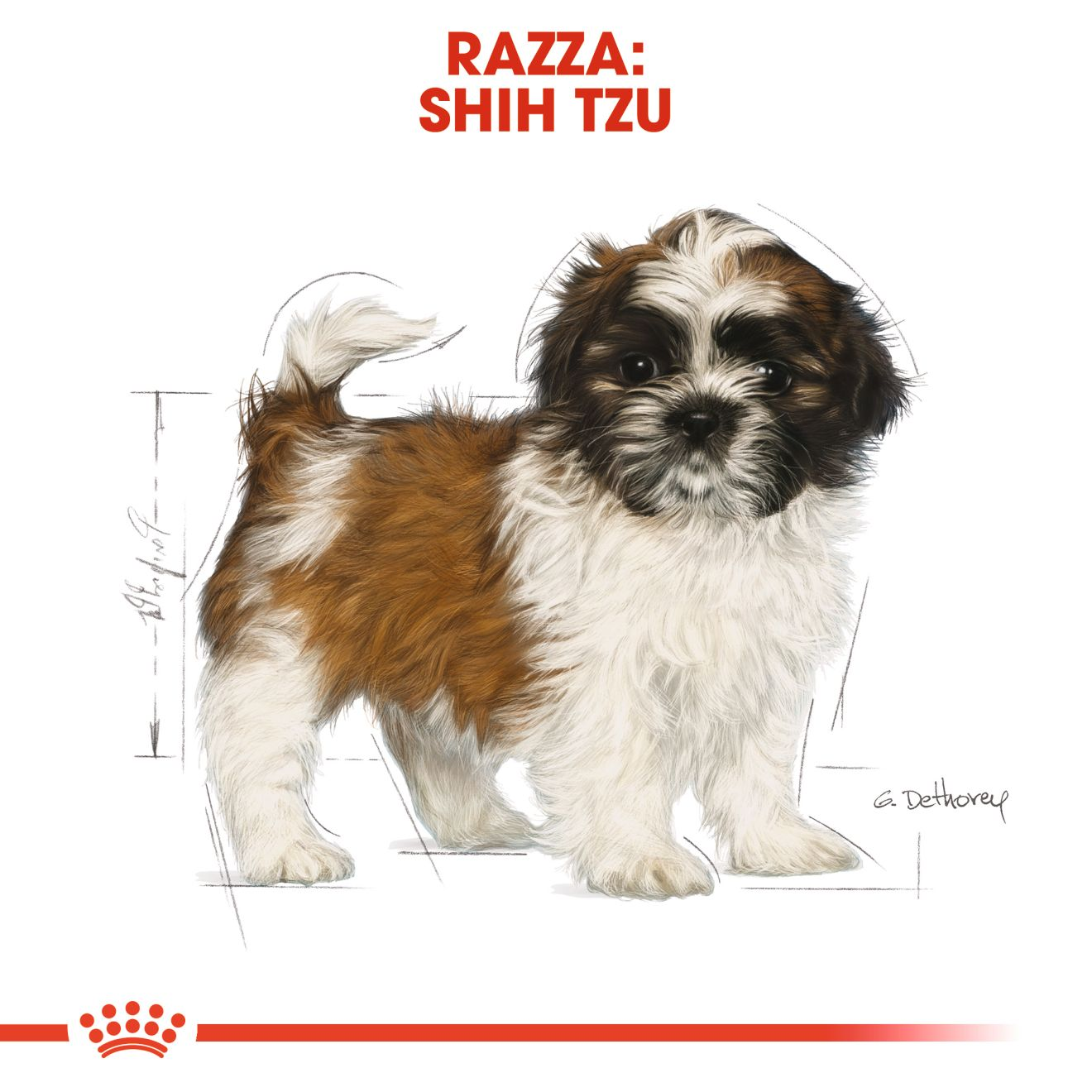 Shih Tzu Puppy