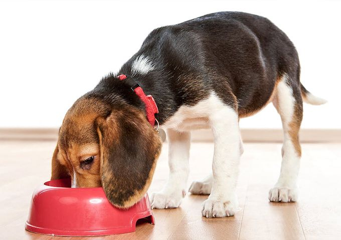 米格魯吃飼料