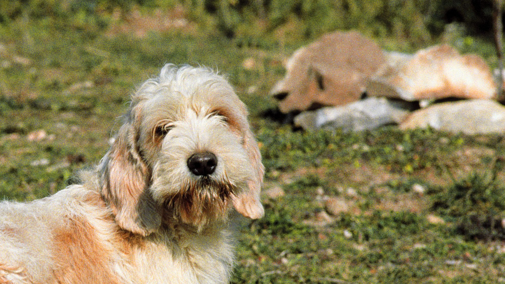 Grand Basset Griffon Vendeen stood on rocky terrain looking back to the camera