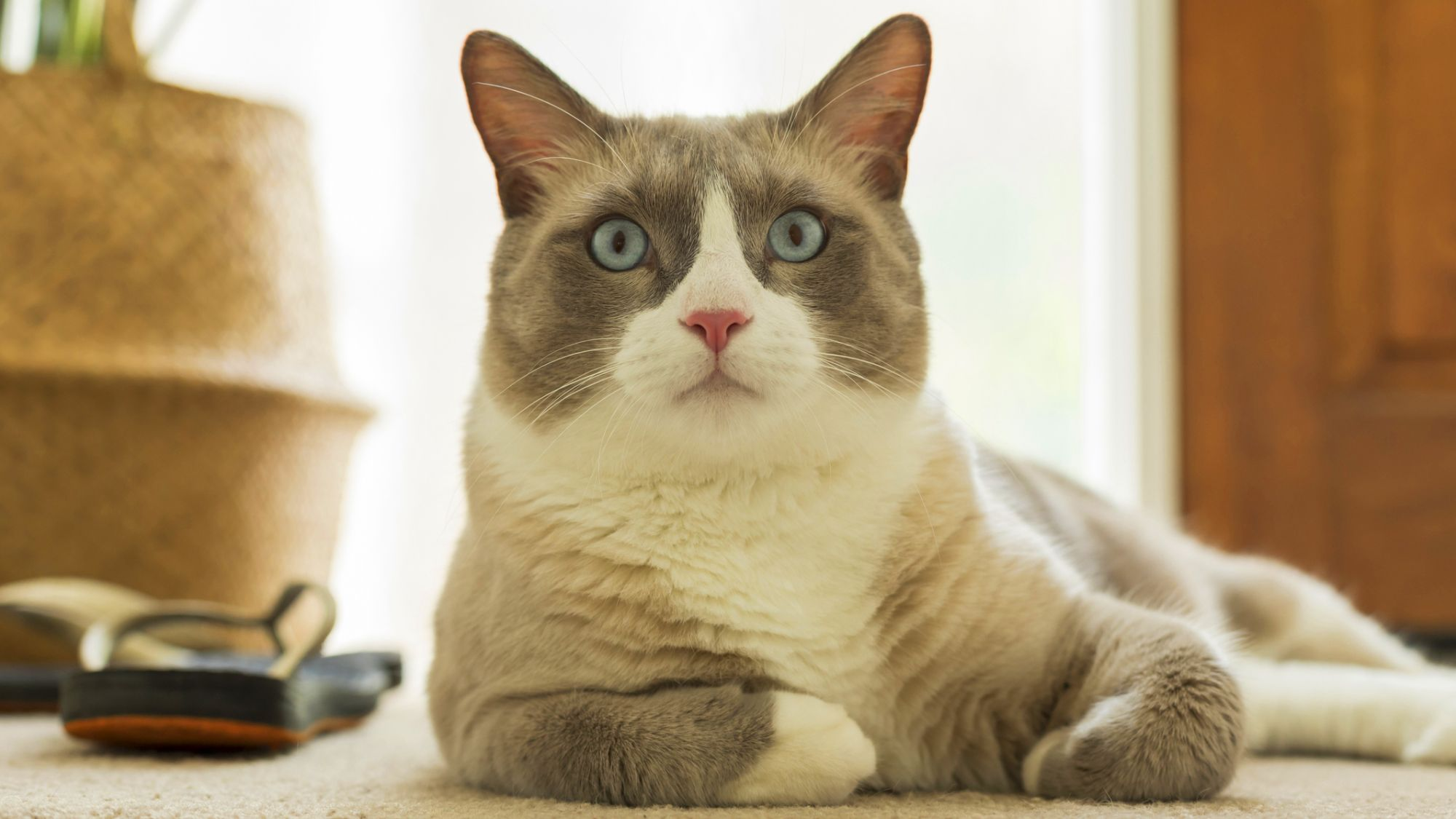 Raquette allongée sur un tapis en train de regarder la caméra