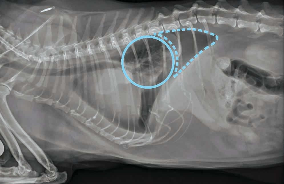A lateral thoracic radiograph from a cat with restrictive pleuritis