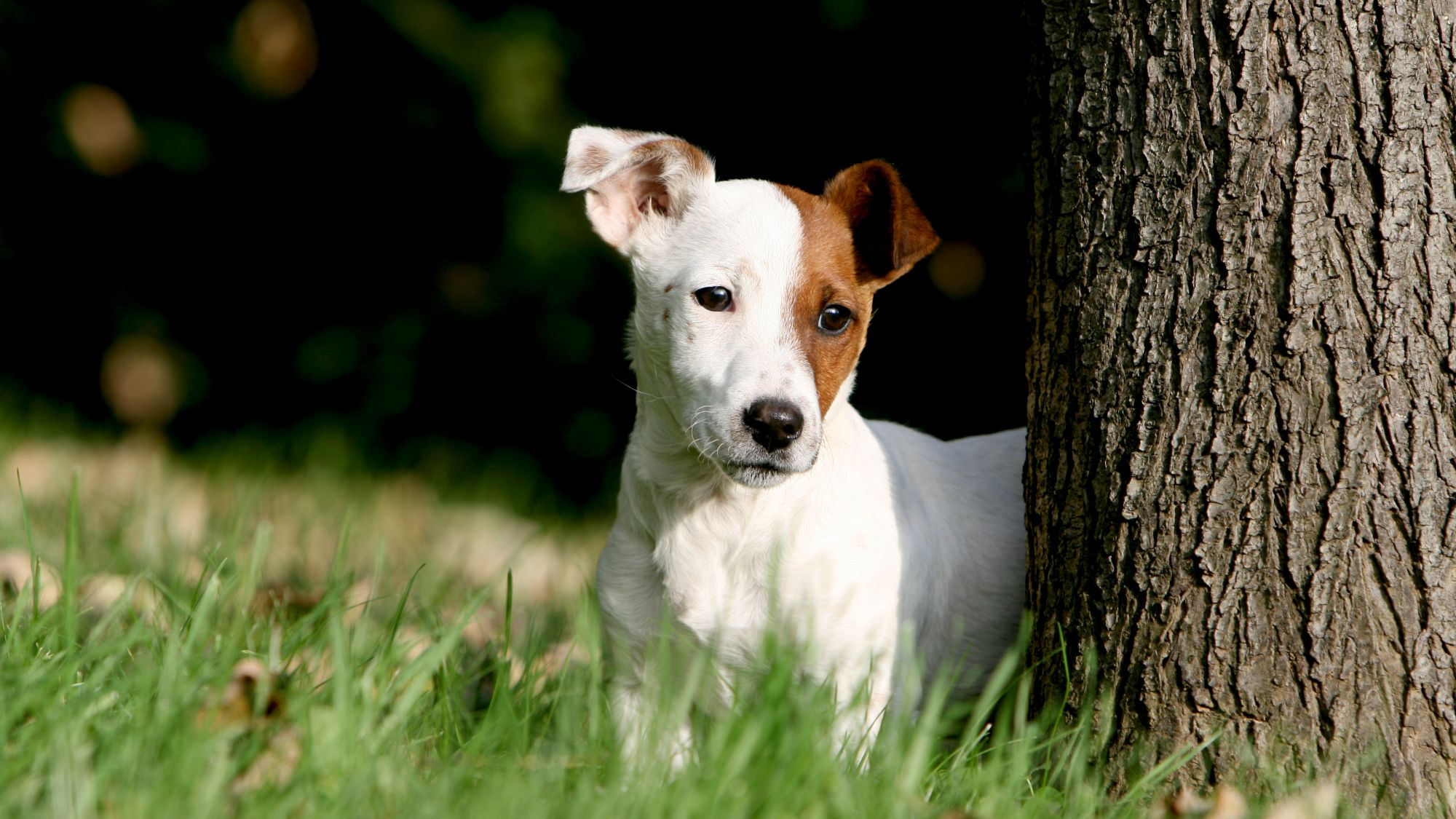 Jack russell terrier-valp tittar fram bakom ett träd