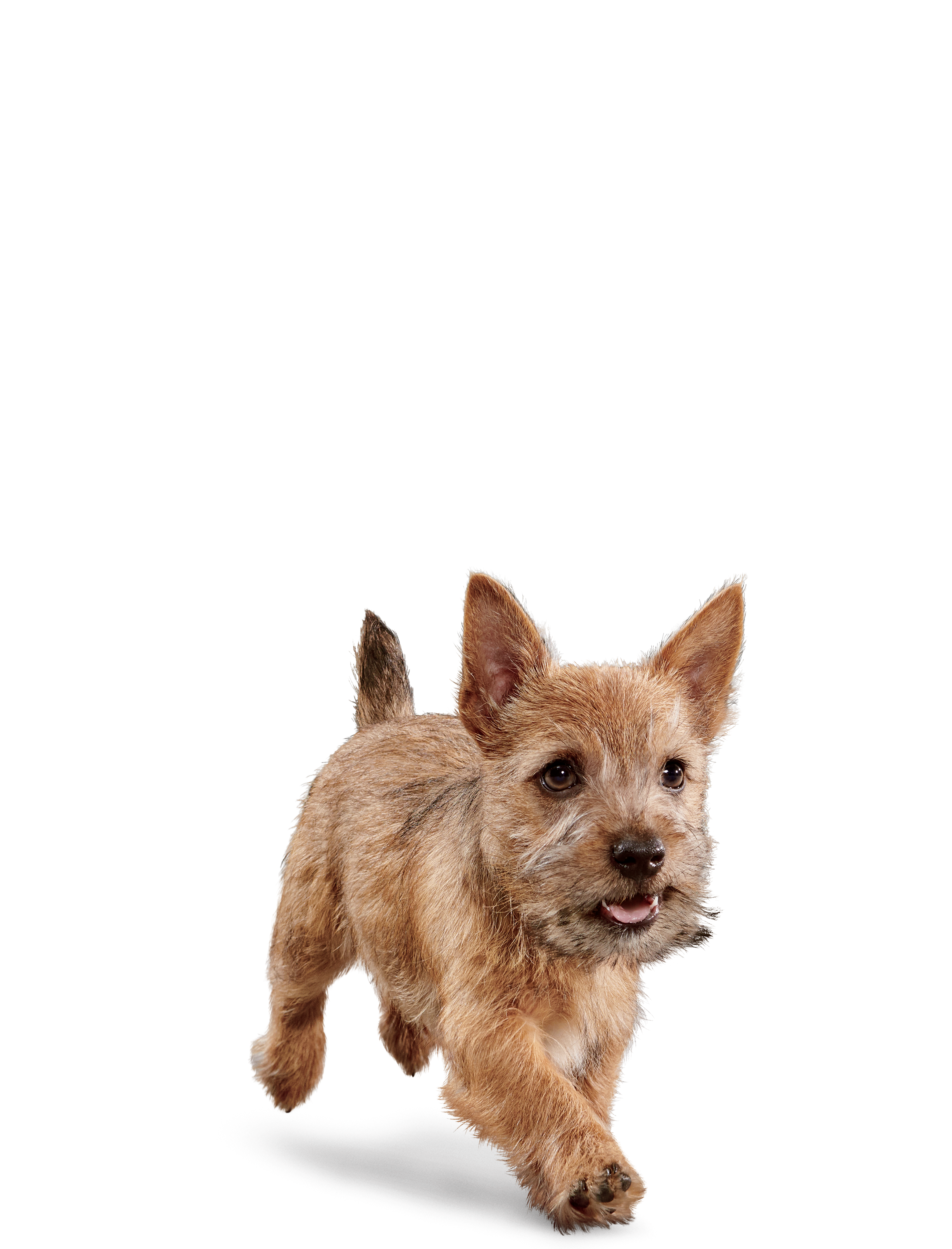 Eukanuba growing puppy small best sale