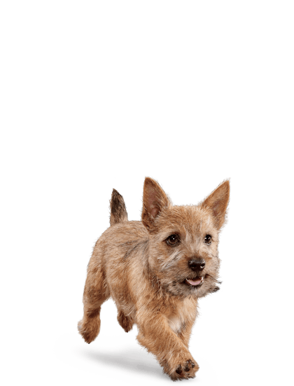 Eukanuba - Puppy Small Breed - Facing Illustration (2019 Restage)