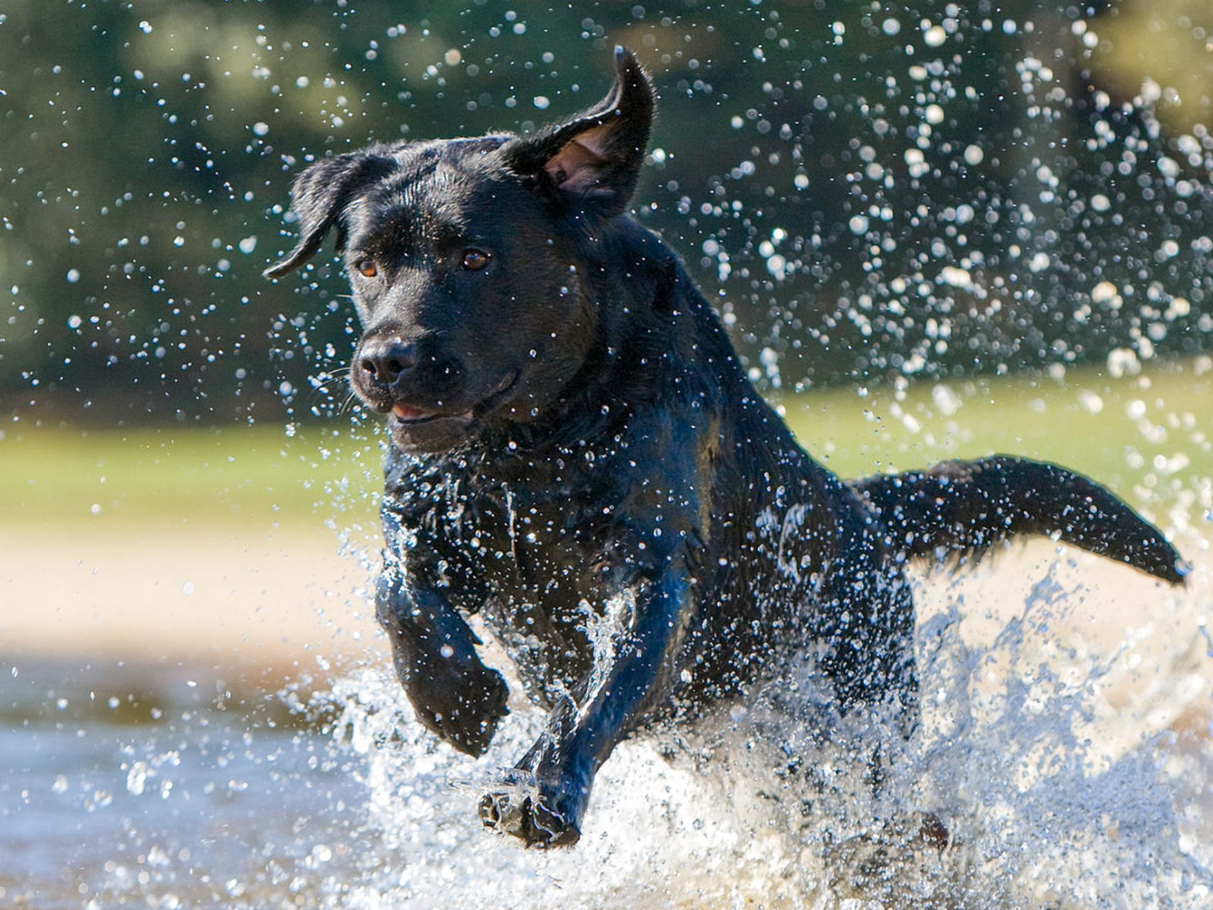 Ein ausgewachsener schwarzer Labrador Retriever läuft durch Wasser