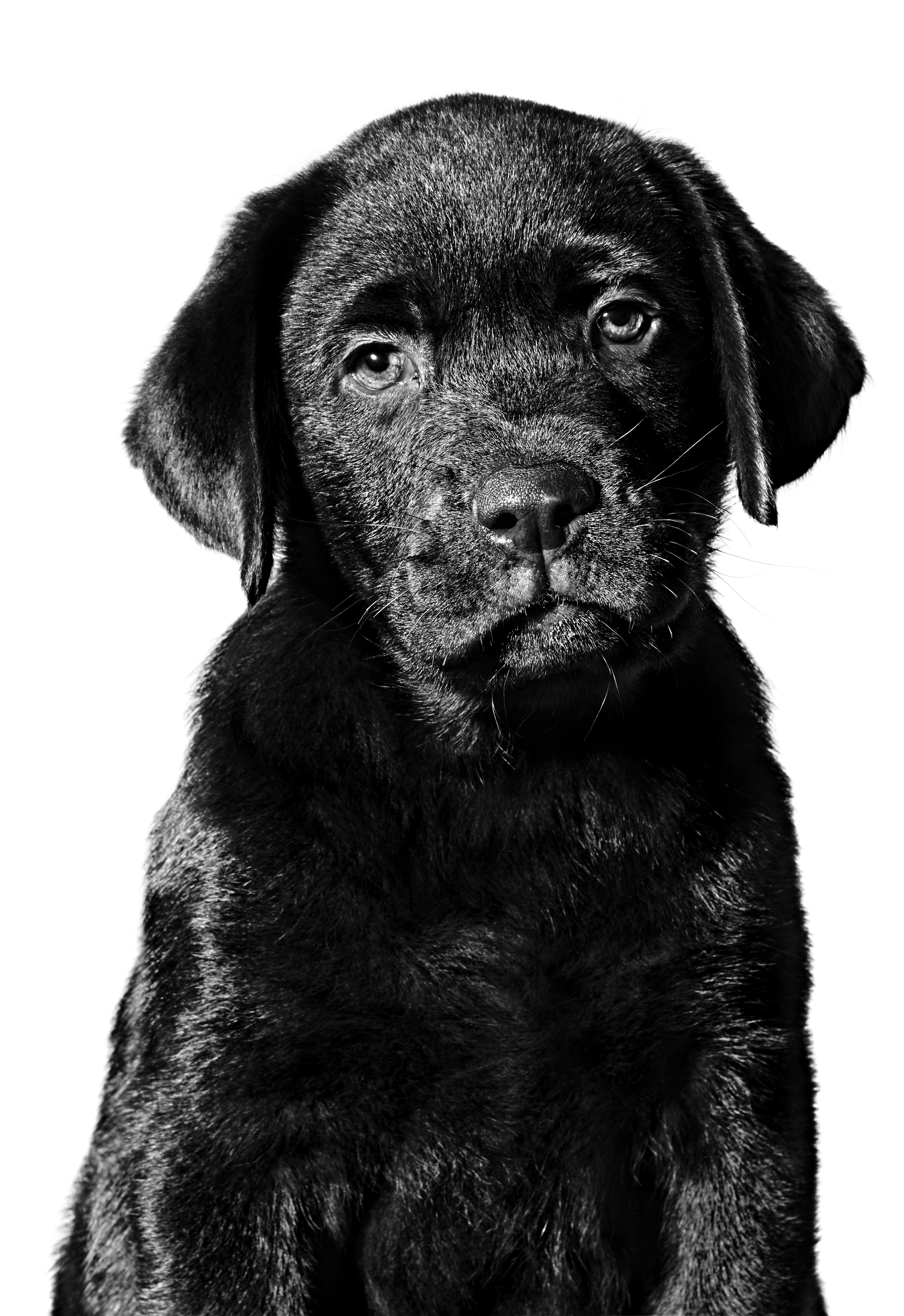 labrador puppy start of life emblematic quiz crop?w=4300&fm=jpg&auto=compress