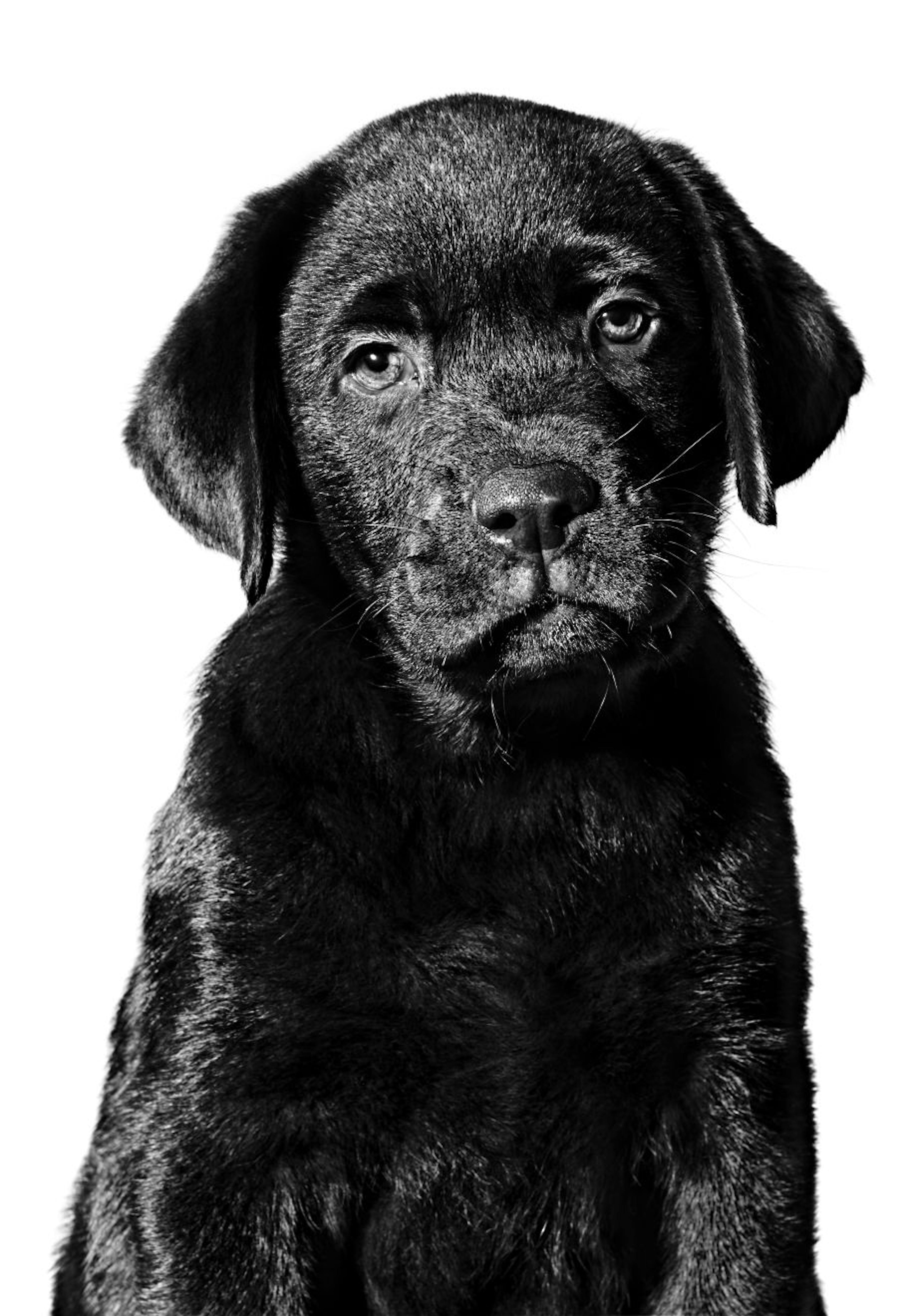 Chocolate Labrador Retriever puppy in black and white on a white background
