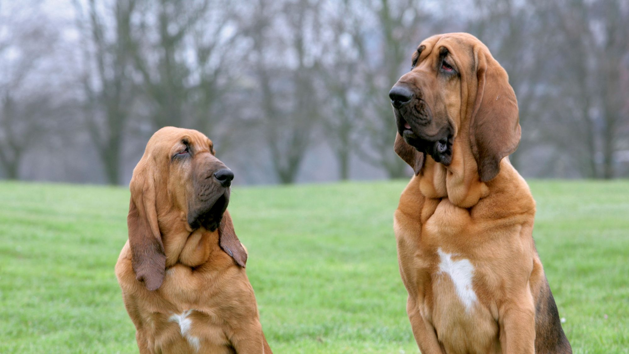 Two Bloodhounds sat in a field, on looking at the other