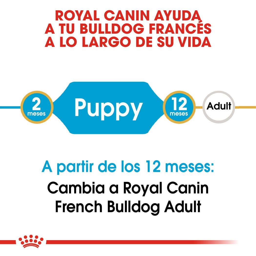 French Bulldog Puppy