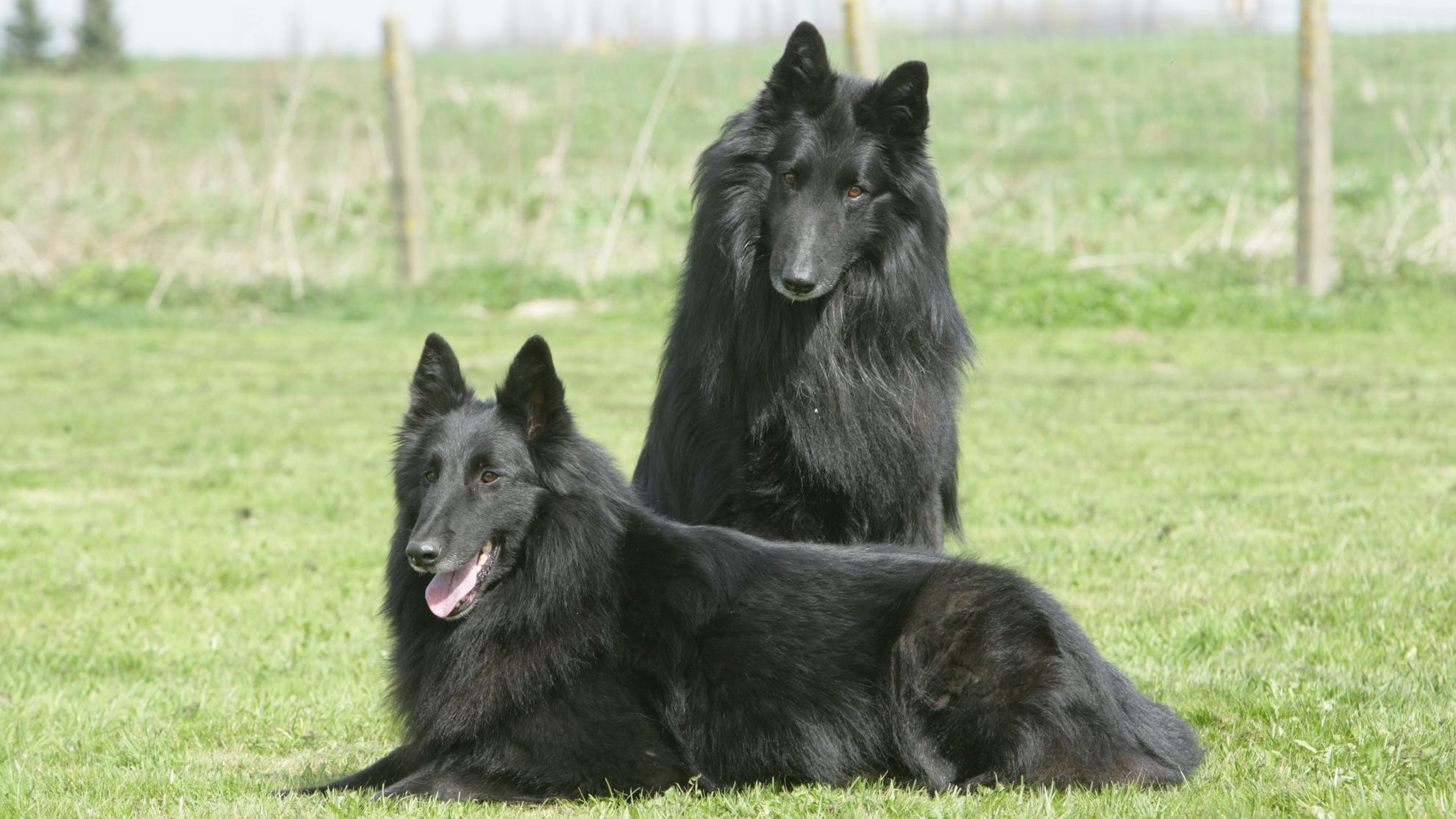 One black Belgian Shepherd sitting behind another lying down on grass
