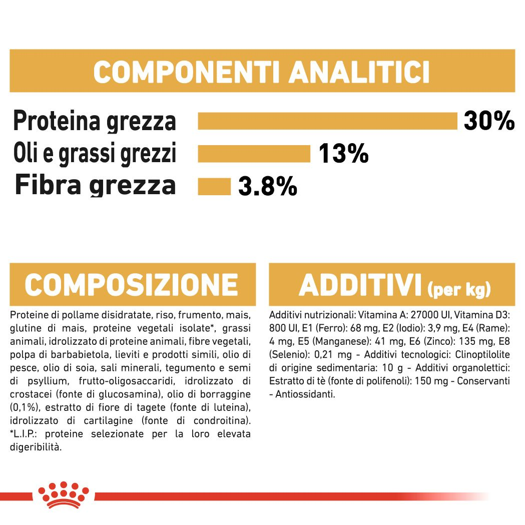 Labrador Retriever Adult 