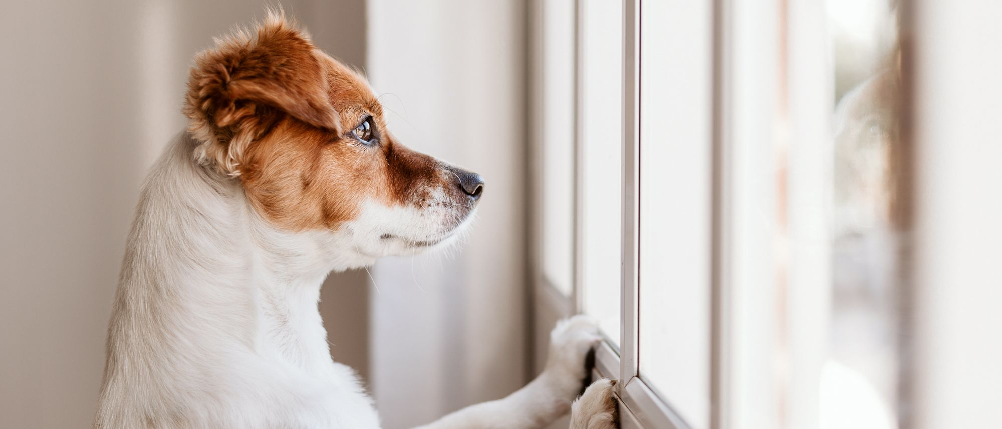 Jack Russel Terrier looking out of a window