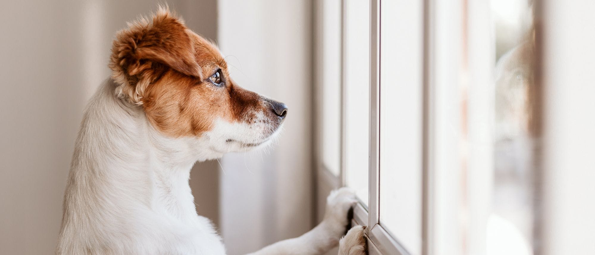 how to stop my dog from separation anxiety