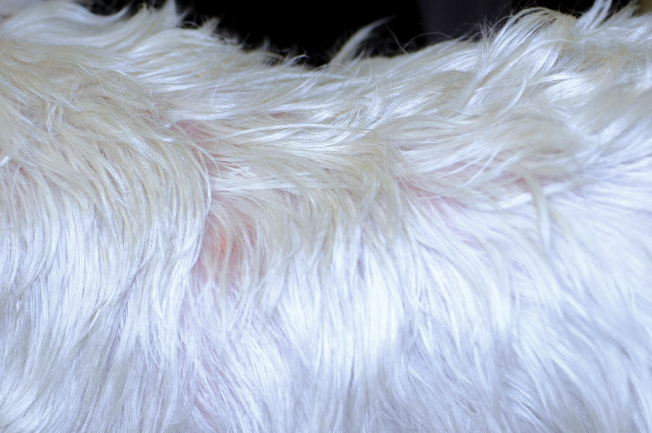 Demodex injai est fréquemment observé chez les Terriers d’âge moyen et est responsable d’une séborrhée 