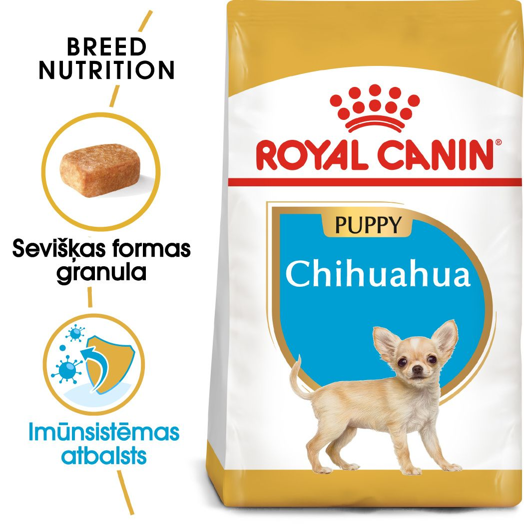 Chihuahua Puppy