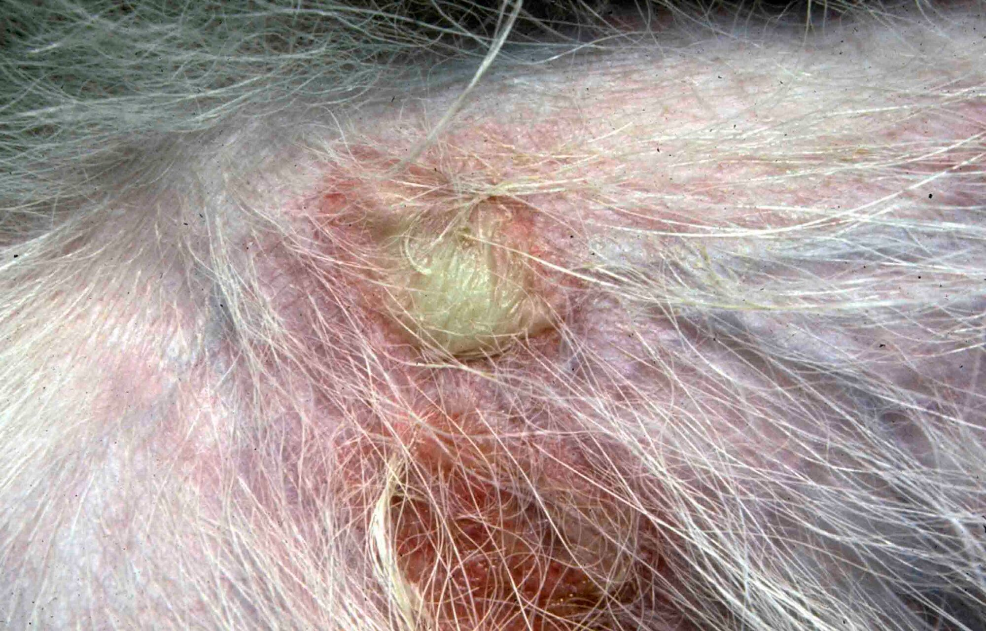 Impétigo bulleux chez un chien immunodéprimé