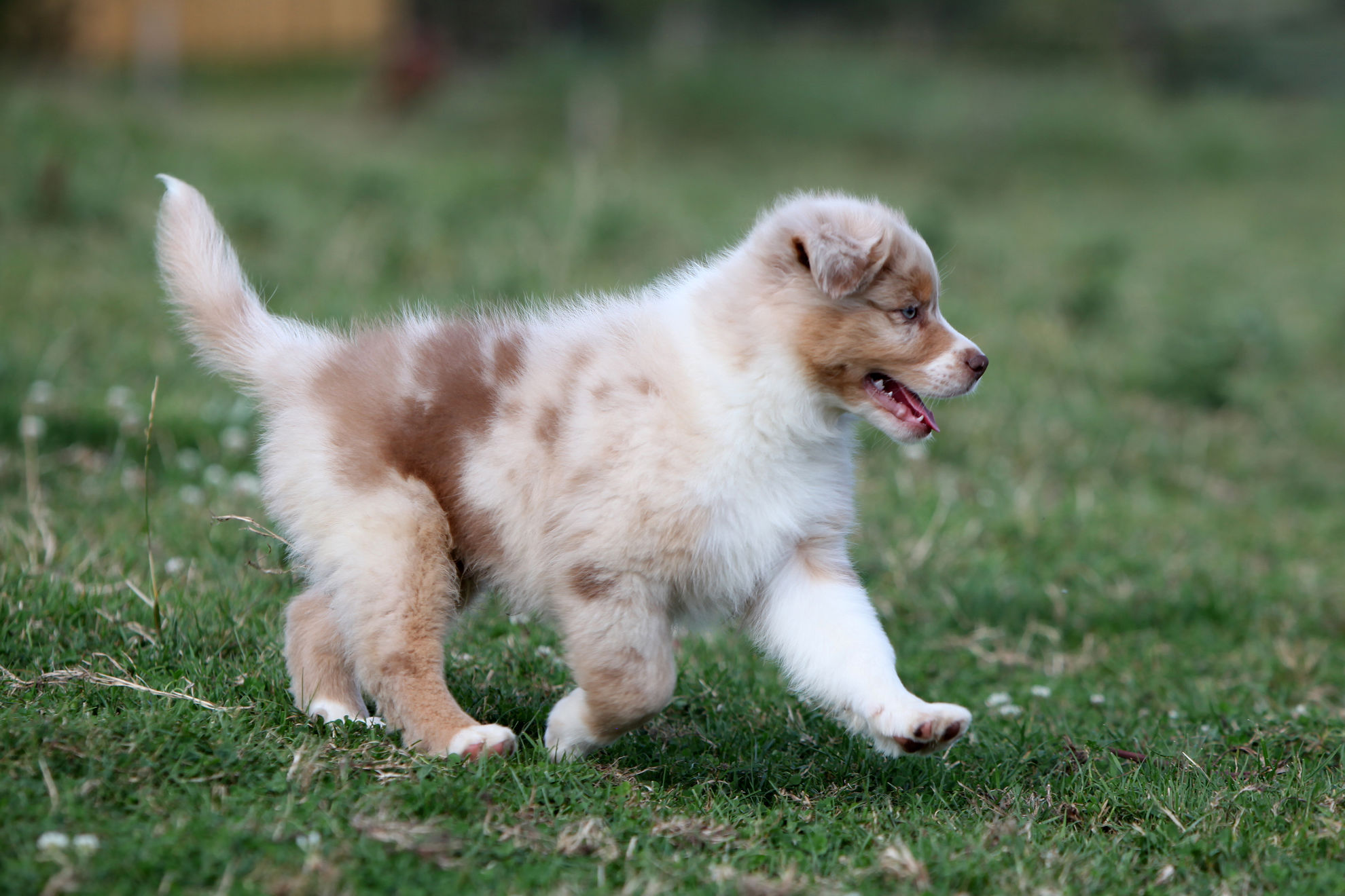 Australian Shepherd puppy running outdoors.