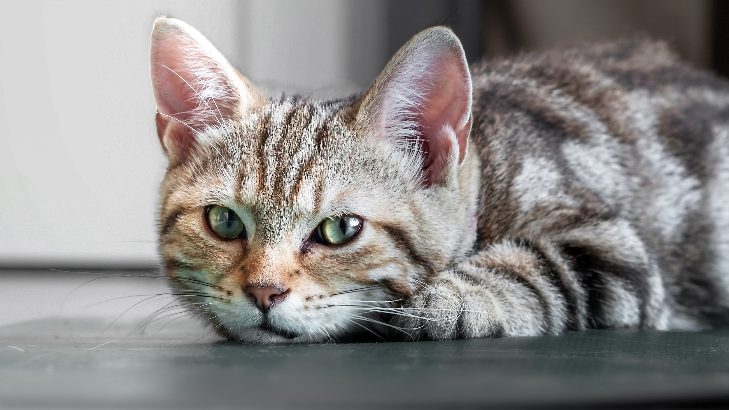 Wie Sie Stress Bei Katzen Erkennen Können Royal Canin