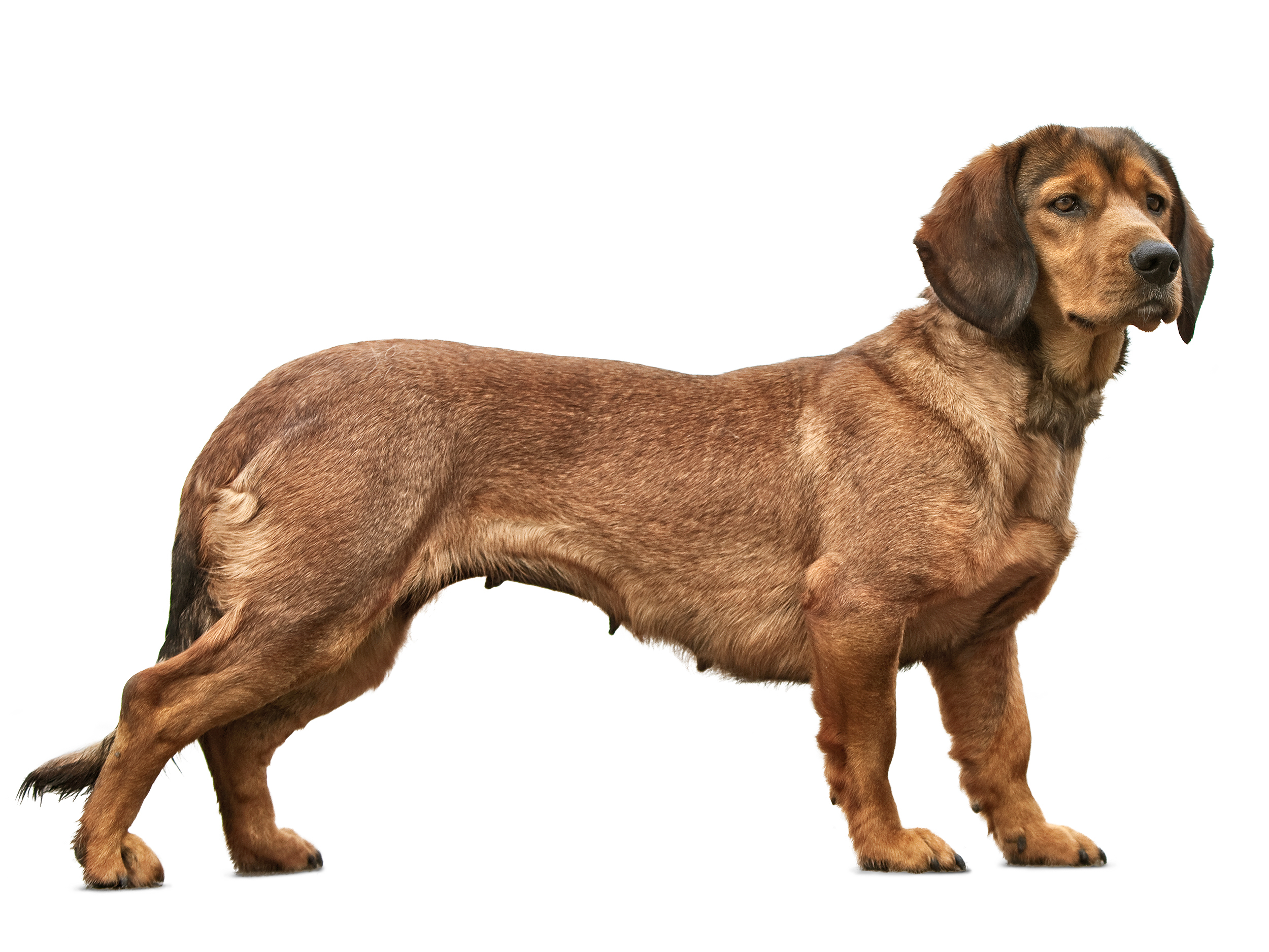 Alpine dachsbracke adult standing