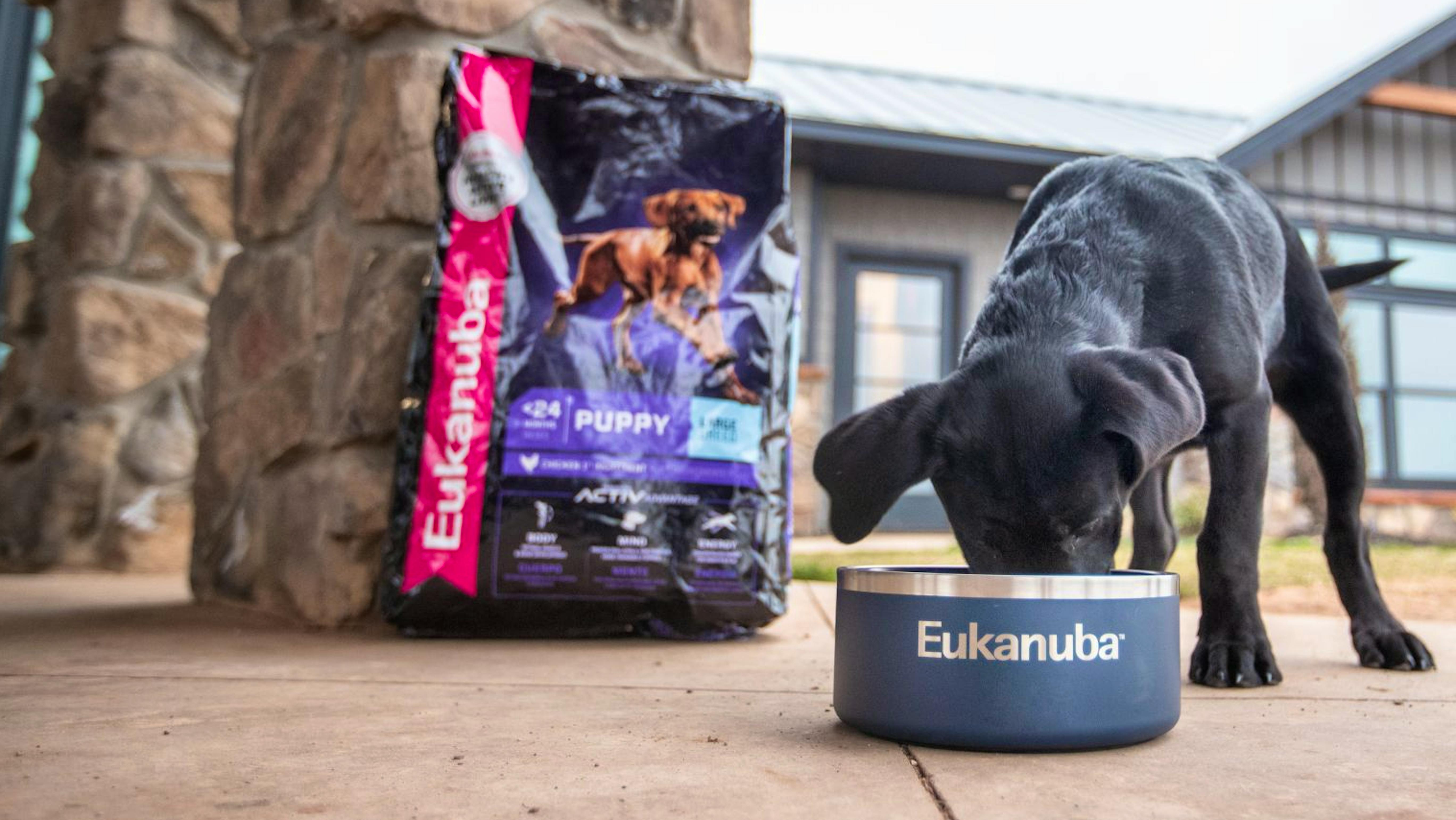 ユーカヌバ パピー大型犬種用ドッグフードを食べる黒のラブラドールの子犬